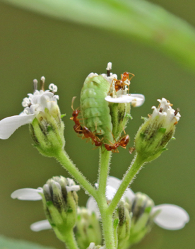 Summer Azure caterpillar tended by ants